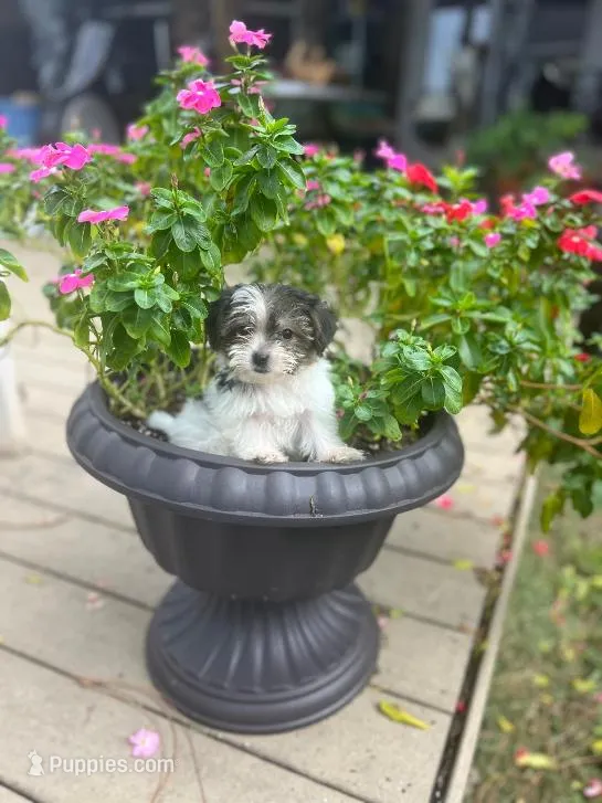 Baby  – Yorkshire Terrier puppy for sale in Panama City, FL