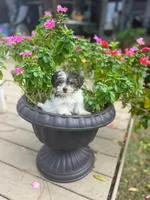 Baby , a female Yorkshire Terrier for sale in Panama City, FL – 1 of 1