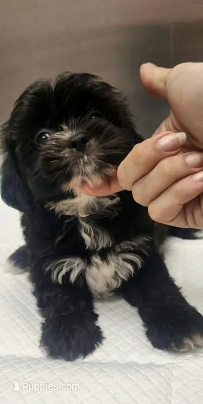 Bobba – Morkie puppy for sale in Panama City, FL