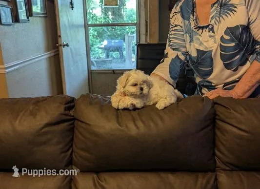 Casper – Shih Tzu puppy for sale in Panama City, FL