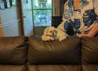 Casper, a male Shih Tzu for sale in Panama City, FL – 1 of 1