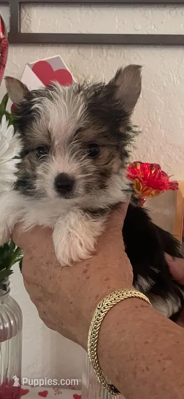 Looney, a male Yorkshire Terrier for sale in Panama City, FL – Photo 1 of 1