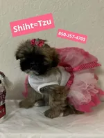 Bella Bee, a female Shih Tzu for sale in Panama City, FL – 1 of 1