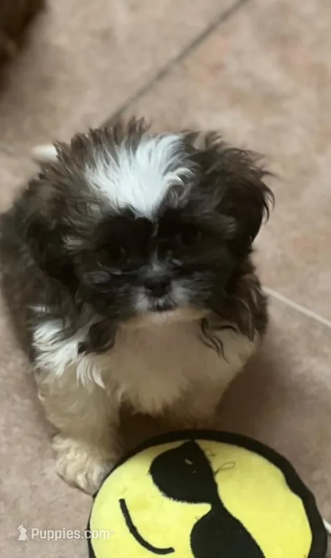 Dany – Shih Tzu puppy for sale in Panama City, FL