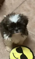Dany, a male Shih Tzu for sale in Panama City, FL – 1 of 1