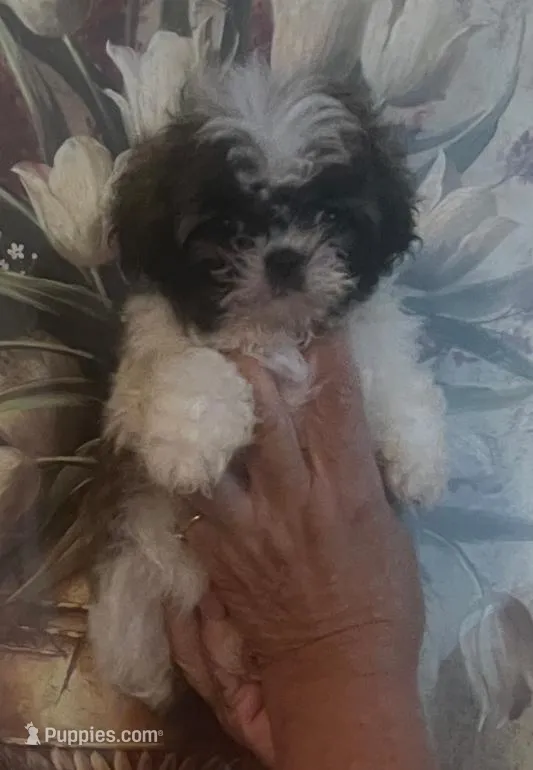 Tori – Shih Tzu puppy for sale in Panama City, FL