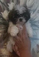 Tori, a male Shih Tzu for sale in Panama City, FL – 1 of 1