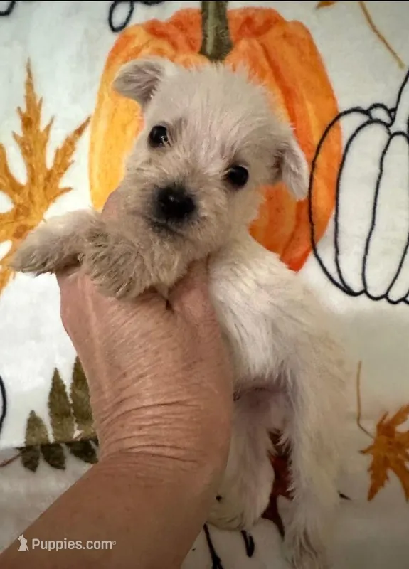 Snowy – Miniature Schnauzer puppy for sale in Panama City, FL