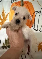 Snowy, a male Miniature Schnauzer for sale in Panama City, FL – 1 of 1