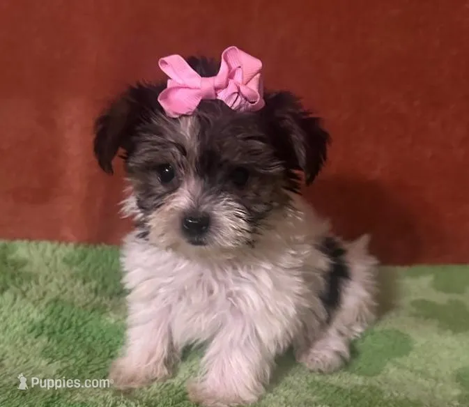 Mia  – Yorkshire Terrier puppy for sale in Panama City, FL