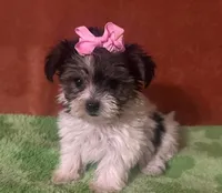 Mia , a female Yorkshire Terrier for sale in Panama City, FL – 1 of 1