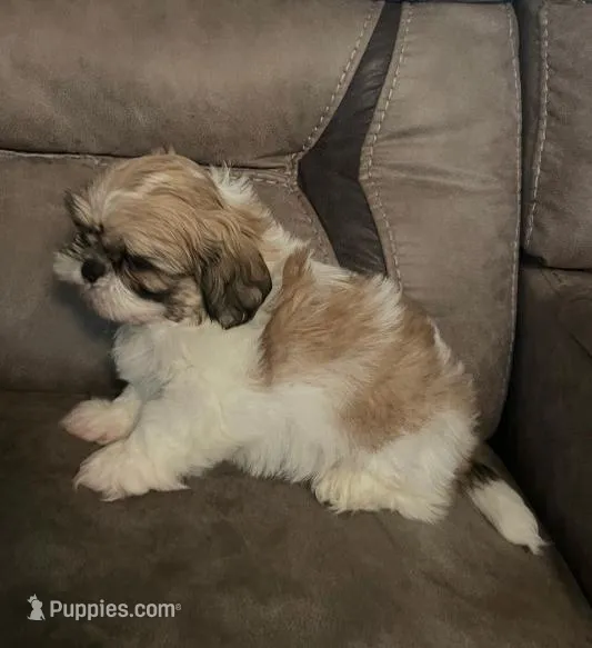 Tom-Tom – Peekapoo puppy for sale in Panama City, FL