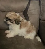 Tom-Tom, a male Peekapoo for sale in Panama City, FL – 1 of 1