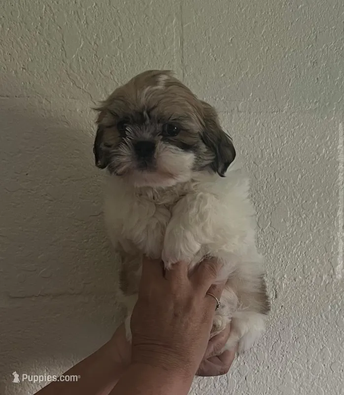 Spot – Peekapoo puppy for sale in Panama City, FL