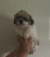 Spot, a male Peekapoo for sale in Panama City, FL – 1 of 1