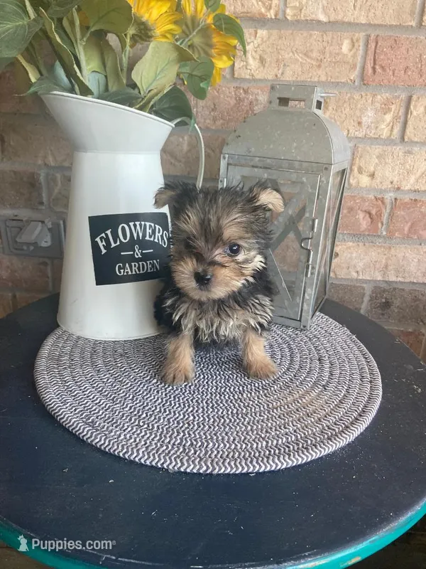 Eddie – Yorkshire Terrier puppy for sale in Panama City, FL