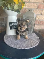Eddie, a male Yorkshire Terrier for sale in Panama City, FL – 1 of 1
