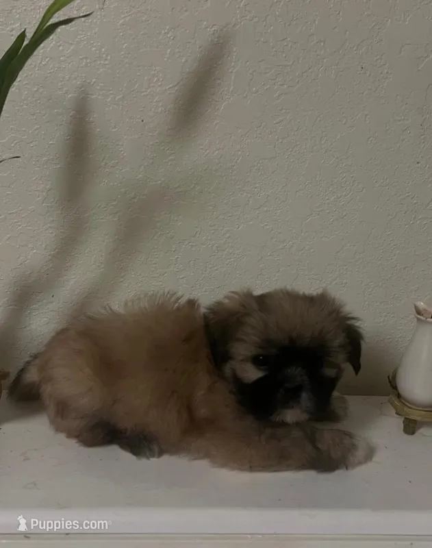 Nancy  – Shih Tzu puppy for sale in Panama City, FL