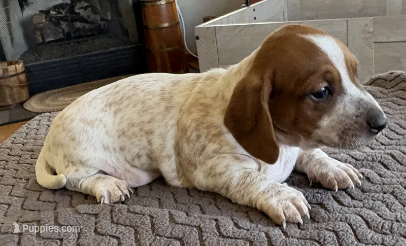 WYO Dusty – Miniature Dachshund puppy for sale in Rock Springs, WY