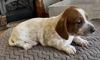 WYO Dusty, a male Miniature Dachshund for sale in Rock Springs, WY – 1 of 2