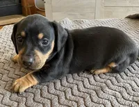 WYO Rowdy, a male Miniature Dachshund for sale in Rock Springs, WY – 2 of 2