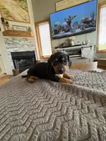 WYO Boots, a female Miniature Dachshund for sale in Rock Springs, WY – 2 of 2