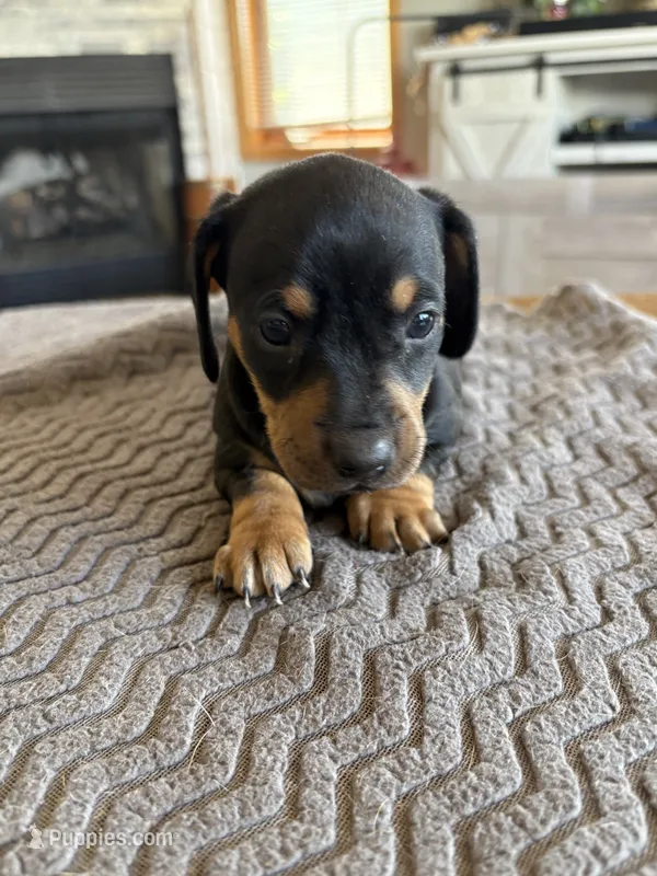 WYO Rowdy – Miniature Dachshund puppy for sale in Rock Springs, WY