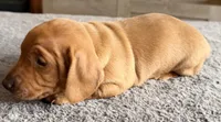 WYO Rusty, a male Miniature Dachshund for sale in Rock Springs, WY – 2 of 2