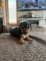 WYO Boots, a female Miniature Dachshund for sale in Rock Springs, WY – 1 of 2