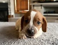 WYO Dusty, a male Miniature Dachshund for sale in Rock Springs, WY – 2 of 2
