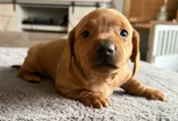 WYO Rusty, a male Miniature Dachshund for sale in Rock Springs, WY – 1 of 2