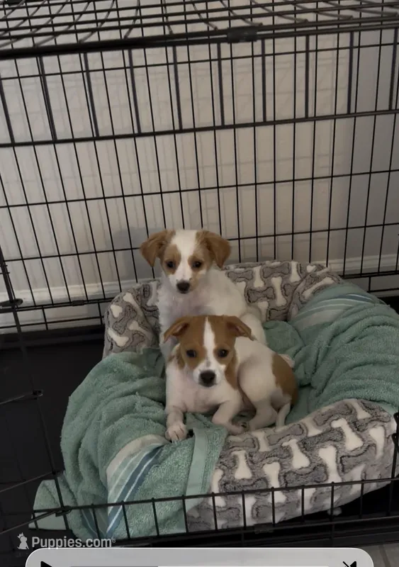 Chihuahua puppies – Chihuahua puppy for sale in Davenport, FL