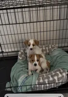 Chihuahua puppies, a female Chihuahua for sale in Davenport, FL – Photo 1 of 2