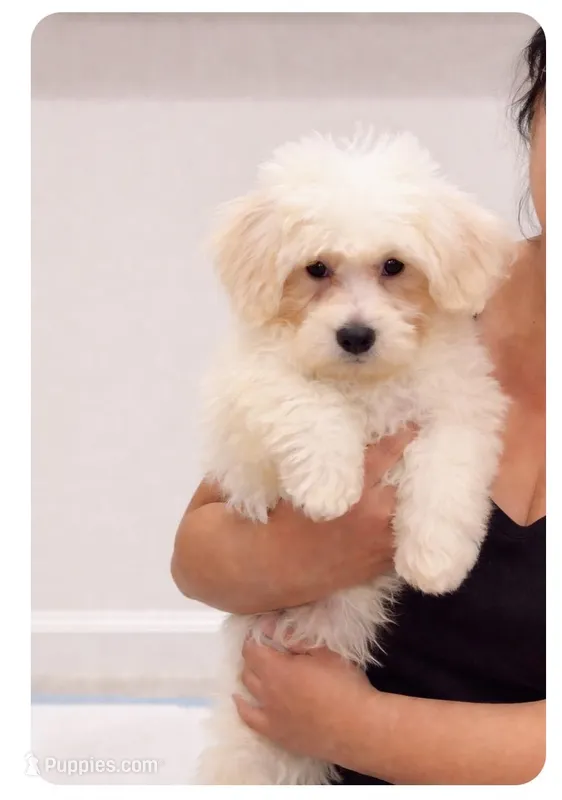 Maltese – Maltese puppy for sale in Davenport, FL
