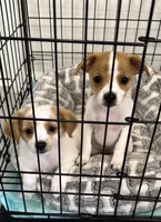 Chihuahua puppies, a female Chihuahua for sale in Davenport, FL – Photo 2 of 2