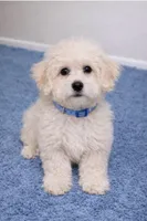 Maltese, a male Maltese for sale in Davenport, FL – Photo 2 of 2