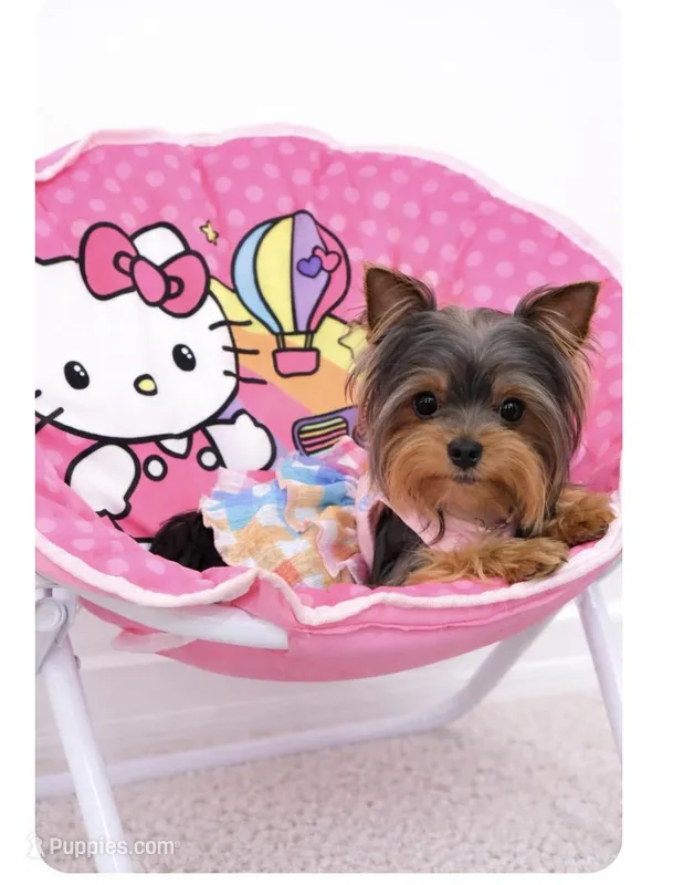 Mary micro mini teacup – Yorkshire Terrier puppy for sale in Davenport, FL