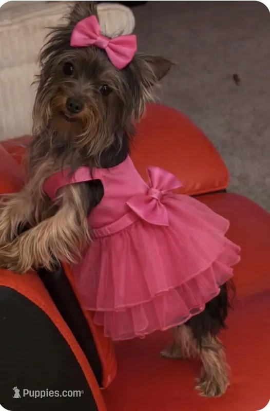 Mary – Yorkshire Terrier puppy for sale in Davenport, FL