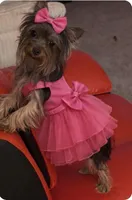 Mary, a female Yorkshire Terrier for sale in Davenport, FL – Photo 1 of 2