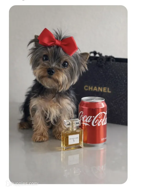 Mary micro mini teacup – Yorkshire Terrier puppy for sale in Davenport, FL