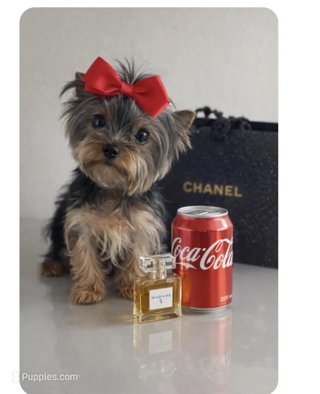 Mary micro mini teacup – Yorkshire Terrier puppy for sale in Davenport, FL