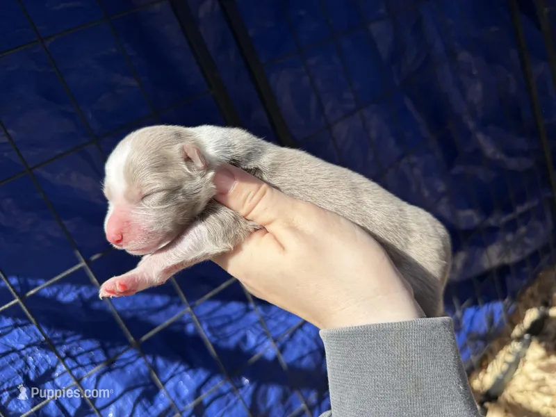 Sage – Australian Shepherd puppy for sale in Pisgah, AL