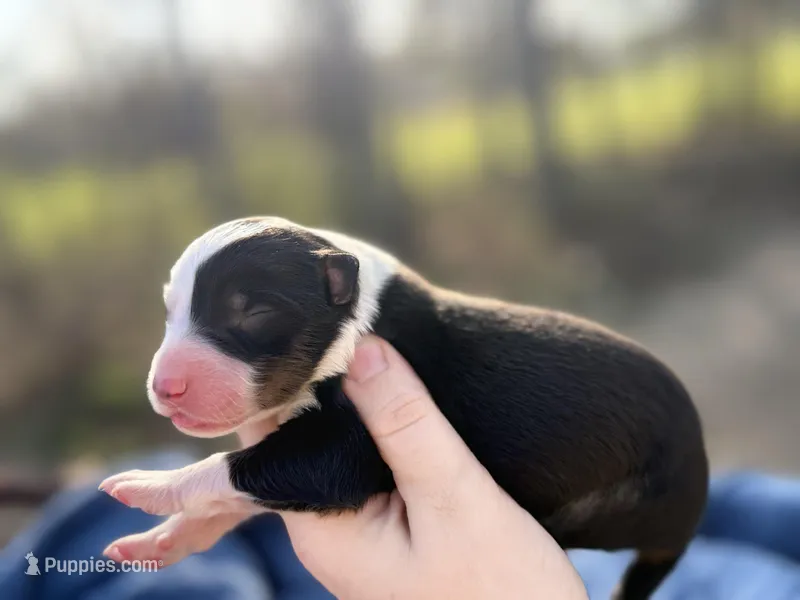 Asher – Australian Shepherd puppy for sale in Pisgah, AL