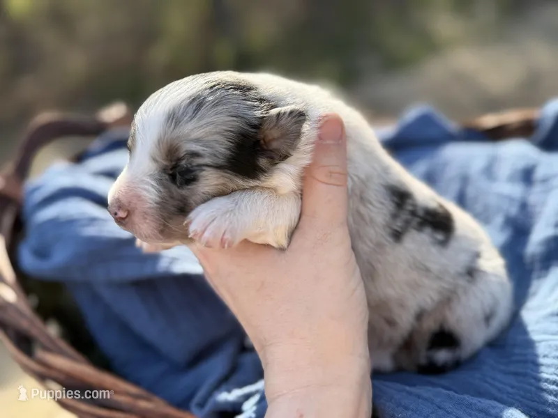 Aurora – Australian Shepherd puppy for sale in Pisgah, AL
