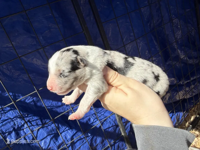 Aurora – Australian Shepherd puppy for sale in Pisgah, AL