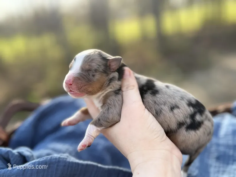 Sable – Australian Shepherd puppy for sale in Pisgah, AL