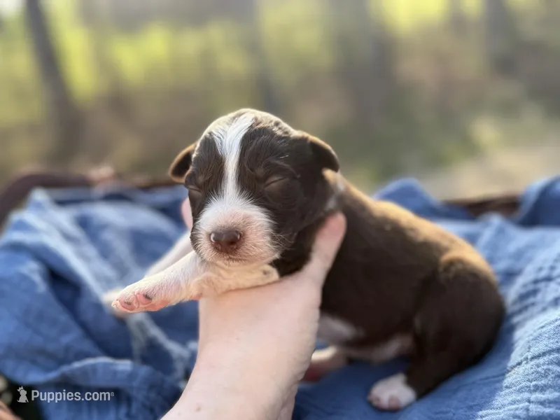 Reed – Australian Shepherd puppy for sale in Pisgah, AL