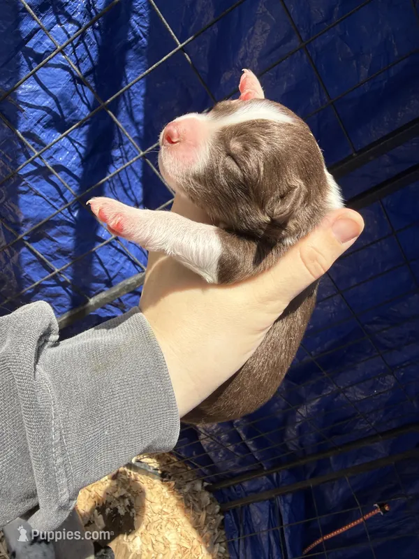 Reed – Australian Shepherd puppy for sale in Pisgah, AL