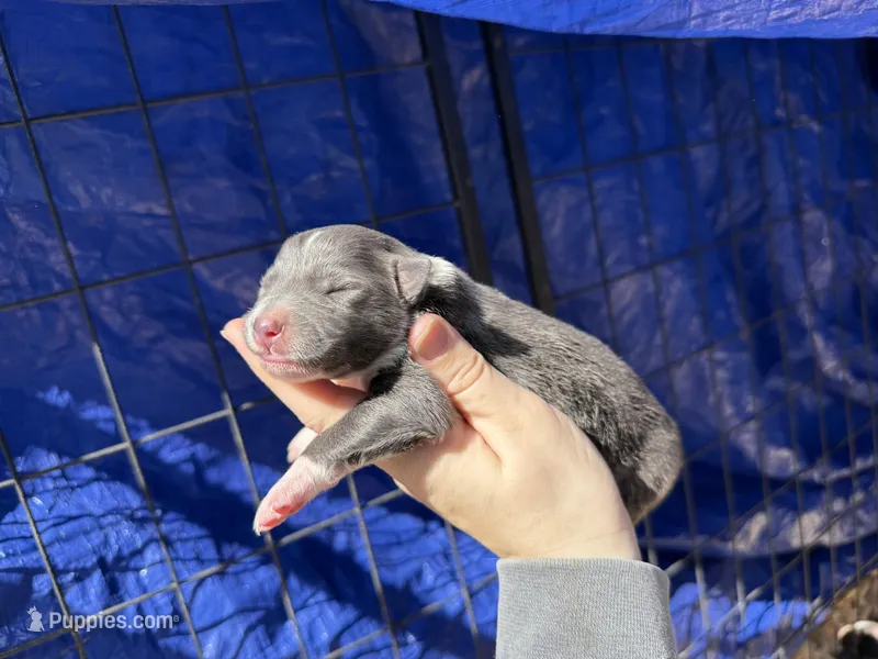 Huckleberry  – Australian Shepherd puppy for sale in Pisgah, AL