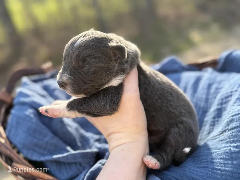 Huckleberry  – Australian Shepherd puppy for sale in Pisgah, AL